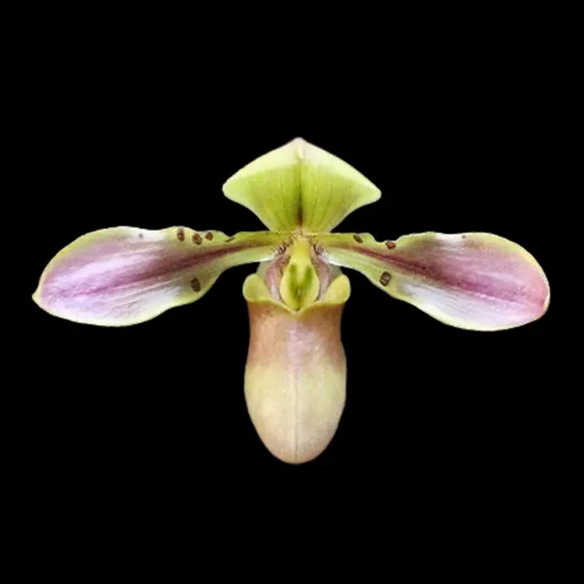 Paphiopedilum celebensis