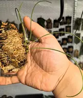 Bulbophyllum leandrianum