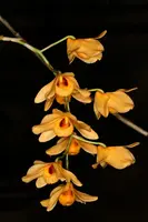 Dendrobium moschatum