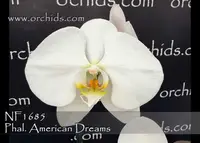 Phal. American Dreams (Norman's Mist ' Montclair' SM/16WOC x Yukimai 'Full Moon')