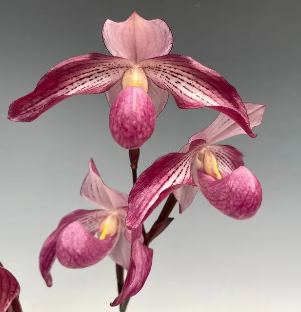 Paphiopedilum Pink Sky (Paphiopedilum)