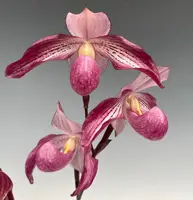 Paphiopedilum PINK SKY ( Lady Isobel x delenatii)