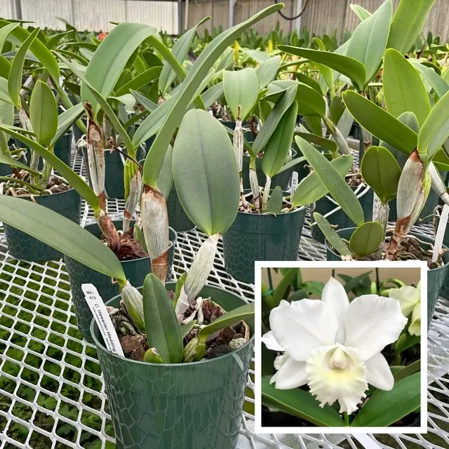 Cattleya Hawaiian Wedding Song - Not Blooming 'Virgin' (Cattleya)