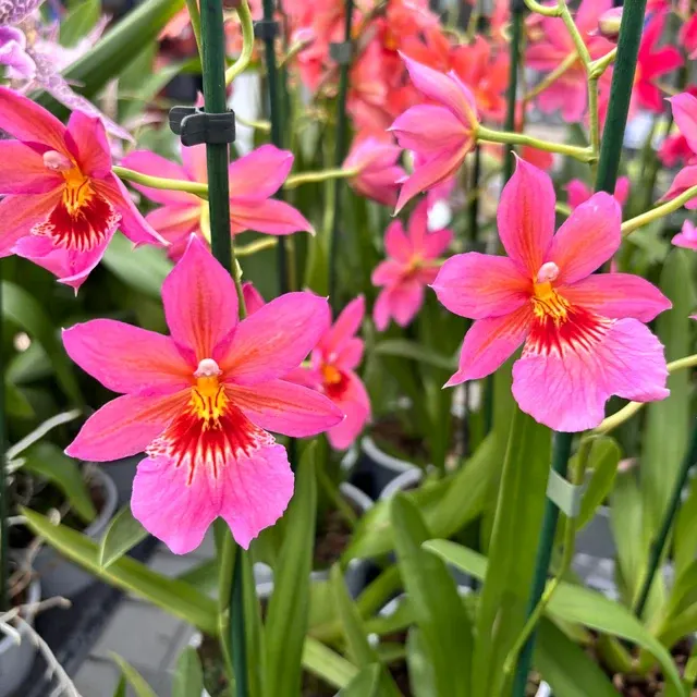 Burrageara Nelly Isler Pink - Flori Intens Parfumate (Burrageara)
