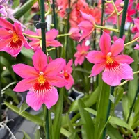 Burrageara Nelly Isler Pink - flori intens parfumate