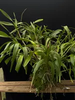 Epidendrum purum
