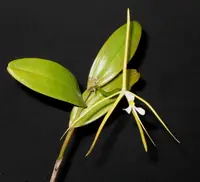 Epidendrum (Epi.) nocturnum — 4”