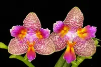 WP2603 Phalaenopsis Joy Fairy Tale '670'