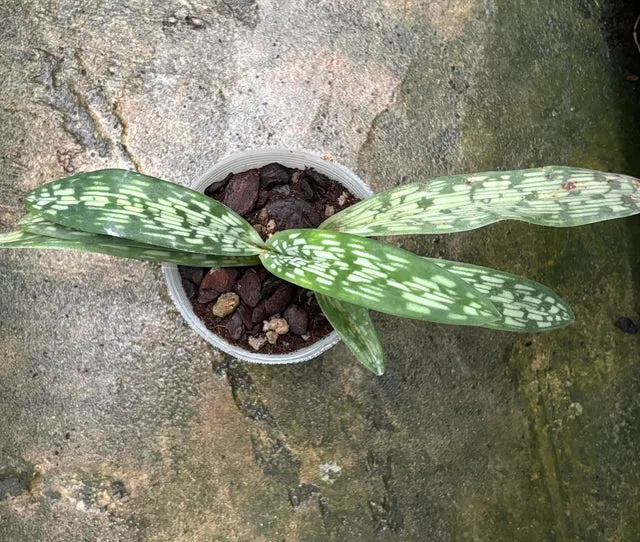 Paphiopedilum appletonianum (Paphiopedilum)
