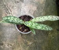 Paphiopedilum appletonianum NBS Bulk X5 plants