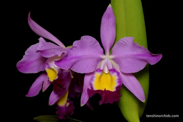 Cattleya eldorado x 'M. Itoo'