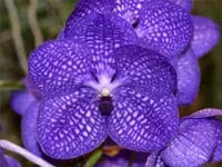 Vanda Kultana Violetta 'Blue' (Vanda)