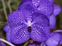 Vanda Kultana Violetta 'Blue X Sib, Blooming Size or Close, Shipping Included