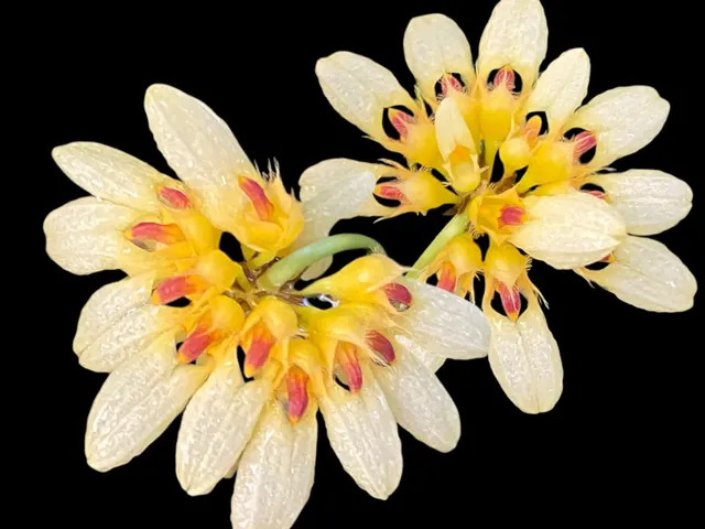 Bulbophyllum auratum 'Other World'