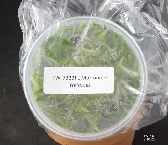 Mormodes rolfeana (Mormodes)