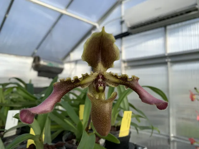 Paphiopedilum hirsutissimum var esquirolei (Paphiopedilum)