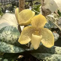 Paphiopedilum concolor