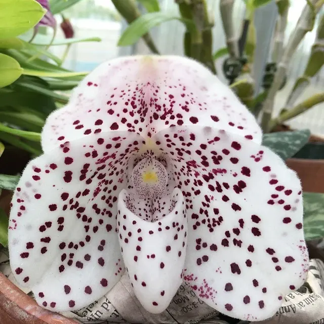 Paphiopedilum Sakaki