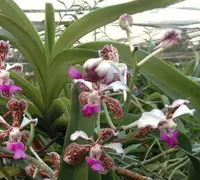 Vanda tricolor