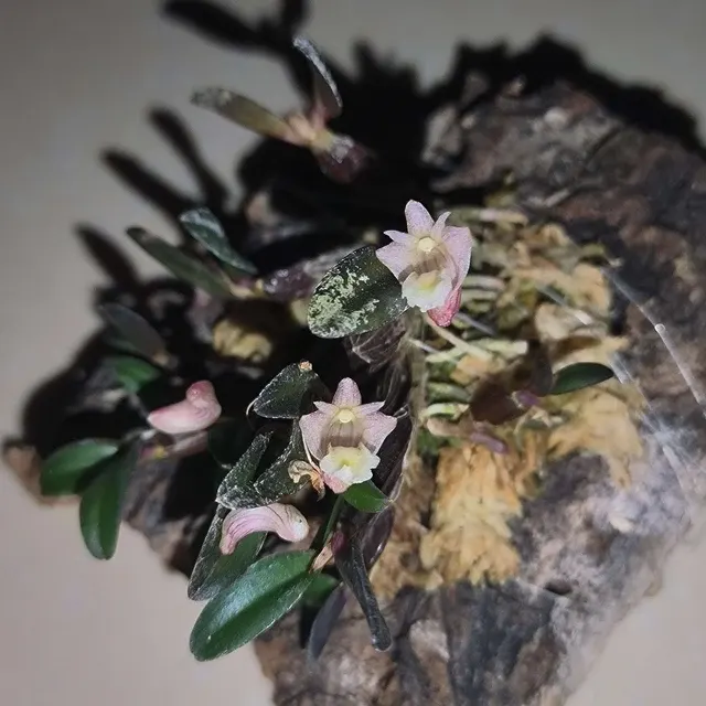 Dendrobium procumbens