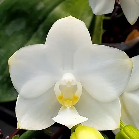 Phalaenopsis Tzu Chiang Chrisna (Phalaenopsis)