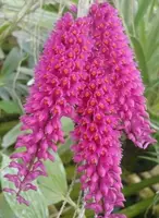 Den. Secundum alba x ‘Red’ — Not Currently In Bloom or Spike