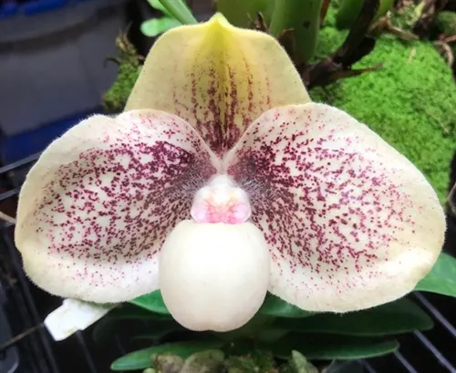 Paphiopedilum Wossner Favourite (Paphiopedilum)