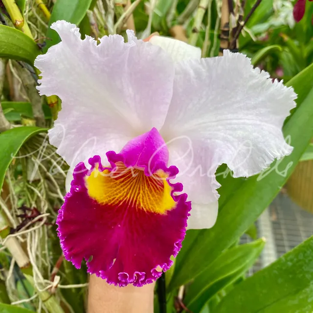 Cattleya Melody Fair-Bonanza Queen