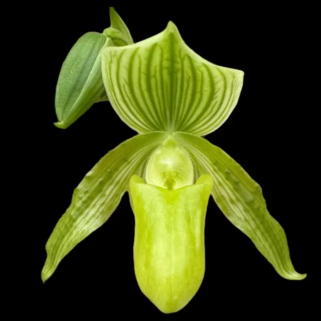 Paphiopedilum Mount Toro alba (Makuli × sukhakulii) 'Green'