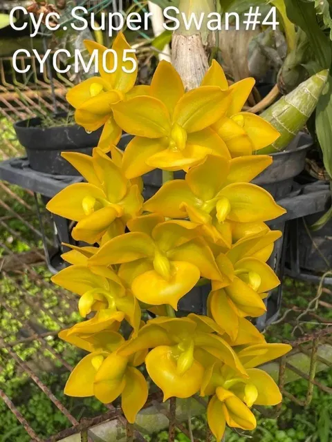 Cycnoches Super Swan '#4' (Cycnoches)