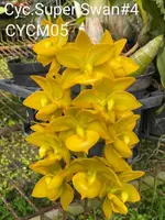 Cyc. Super Swan '#4' (CYCM05) ( - - Catasetinae subtribe ) Cyc.=Cycnoches