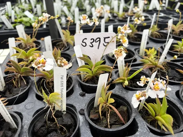 Tolumnia variegata (Tolumnia)