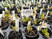 Tolumnia variegata