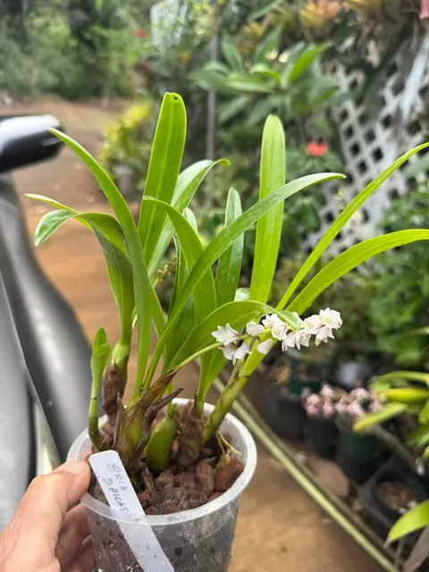 Eria Spicata Species (Eria)