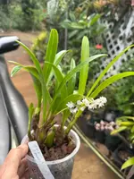 Eria Spicata species (rare) — Not Currently In Bloom or Spike