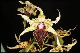 Dendrobium alexandrae