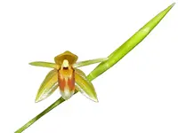 Coelogyne rubrolanata