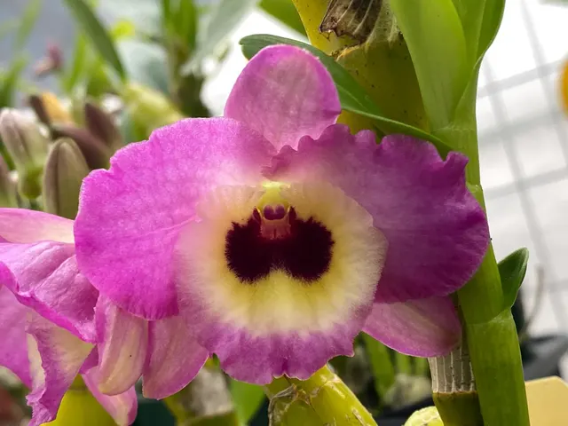 Dendrobium Lady Moon 'Romeo'