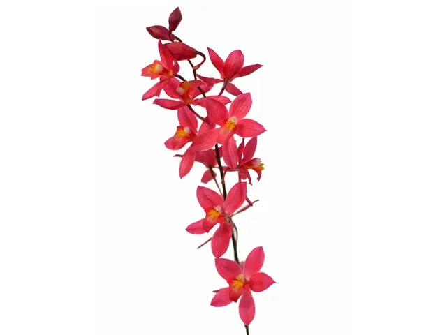 Oncidium Lois Posey (Oncidium)
