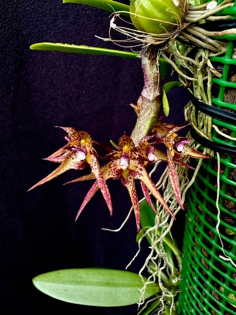 Bulbophyllum violaceolabellum x gracillinum (Bulbophyllum)