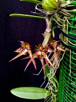 Bulbophyllum violaceolabellum x gracillinum