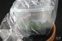 FLASK Aerangis monantha