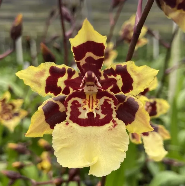Odontocidium Wildcat 'Green Valley D'