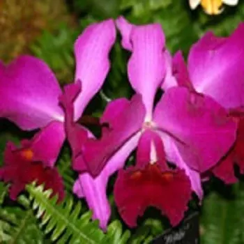 Rhyncholaeliocattleya Princess Masako 'Miyashi; (Rhyncholaeliocattleya)