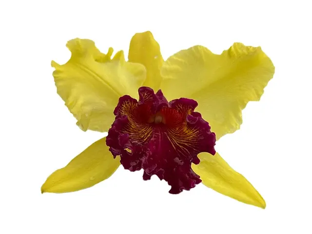 Rhyncholaeliocattleya Kakemizu Kenichi (Rhyncholaeliocattleya)