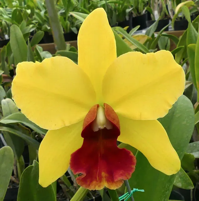 Brassolaeliocattleya Odom's Green Light (Brassolaeliocattleya)