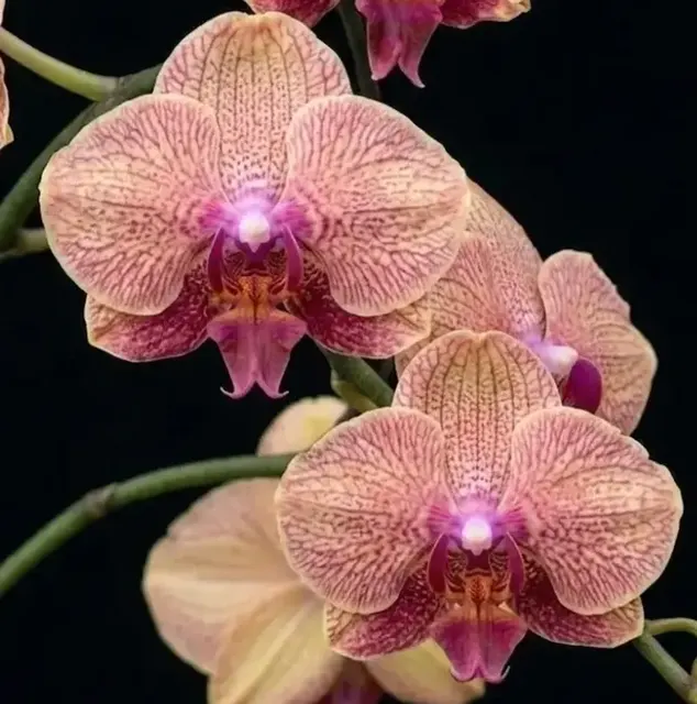 Phalaenopsis Peach Stardust (Phalaenopsis)