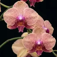 Phalaenopsis Peach Stardust (PP310) Blooming Size