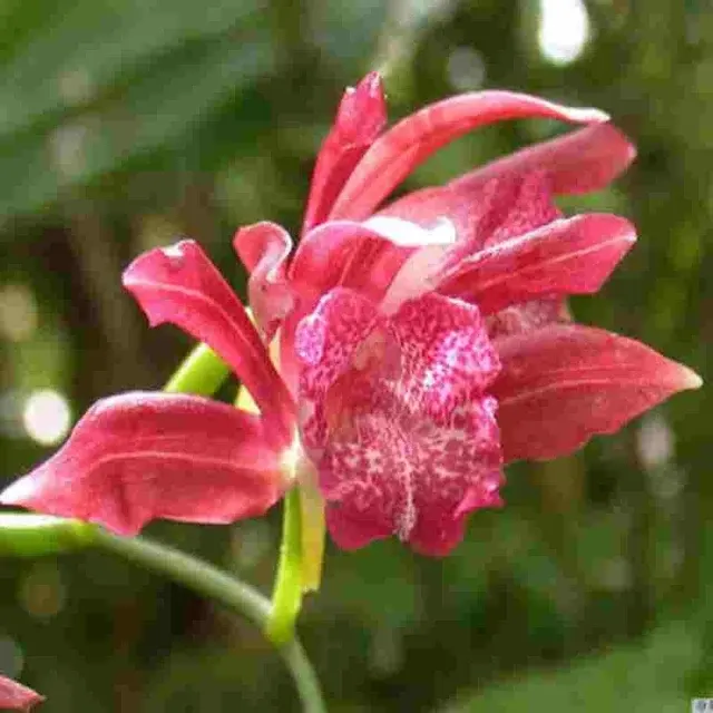 Phaius mishmensis sp (Phaius)