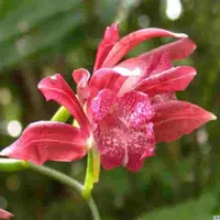 Phaius mishmensis sp.